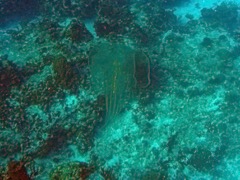 Jellyfish (Can't ID)